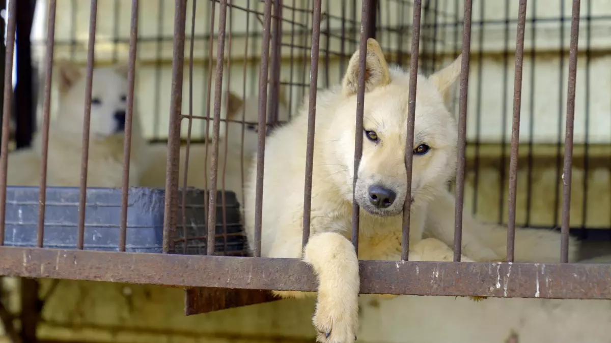 Güney Kore köpek etini yasakladı, kalan köpeklere ne olacak?