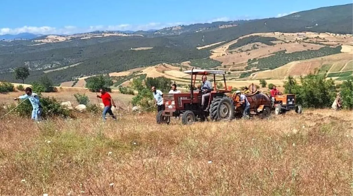 Samsun'da Buğday Tarlasında Yangın: 30 Dönüm Zarar Gördü