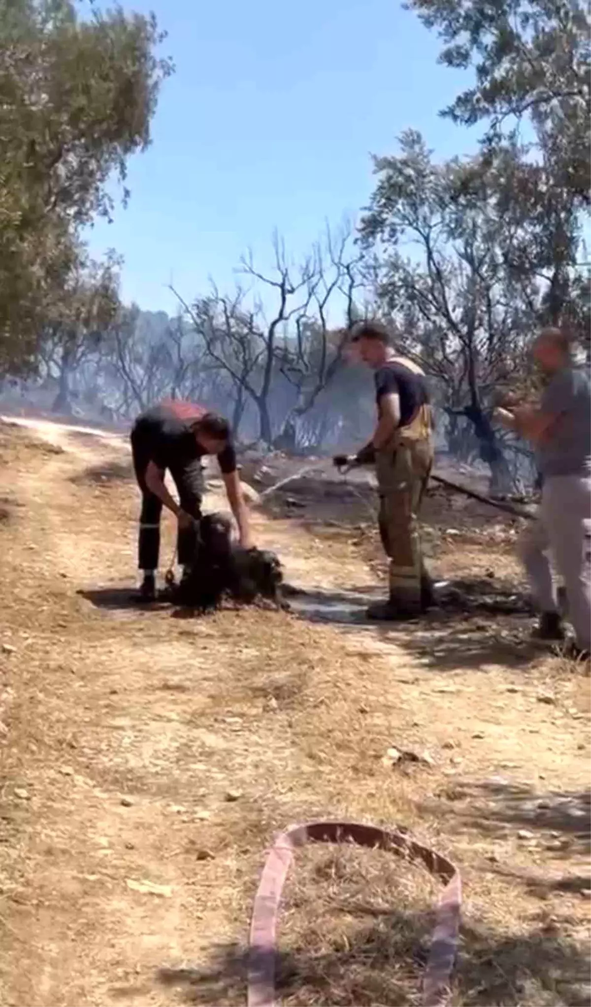 Bursa'da Yangından Kurtarılan Köpeklere İtfaiyeden İlk Müdahale