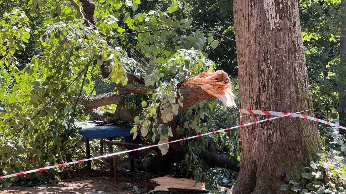 Beykoz'da Rüzgar Devrilen Ihlamur Ağacı Panik Yaratı