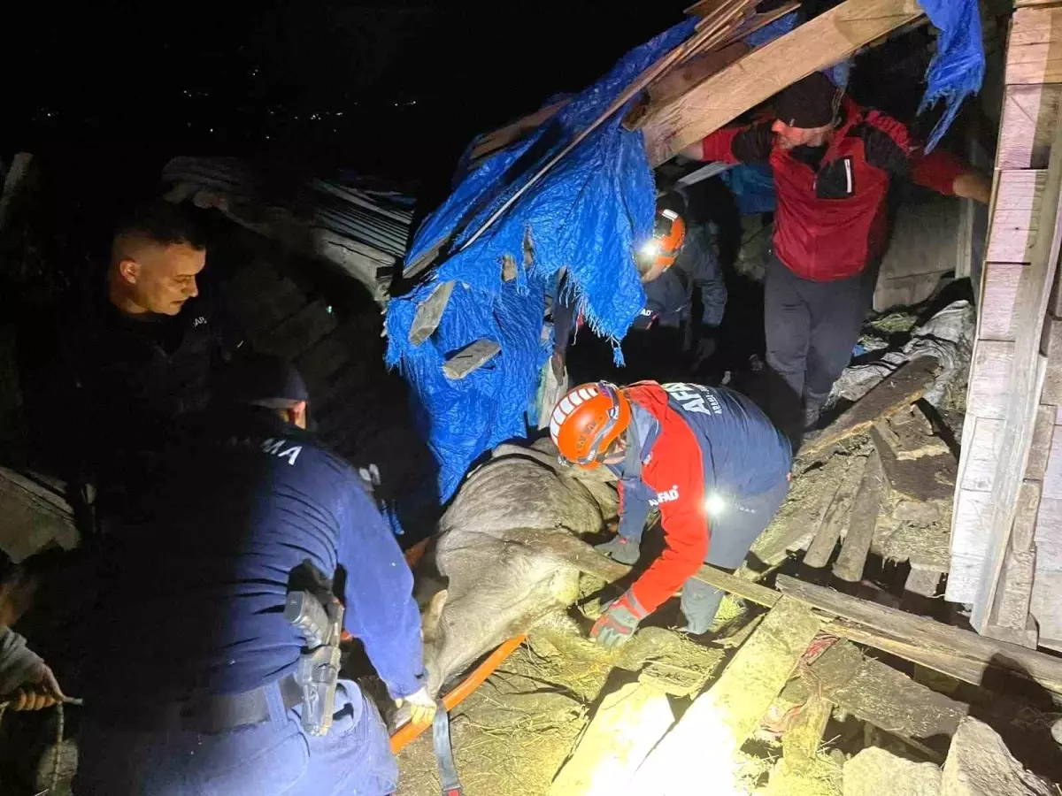 Artvin'de Ahırın Çökmesi Sonucu 33 Büyükbaş Hayvan Kurtarıldı