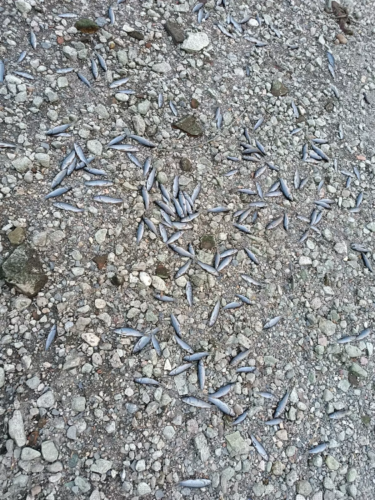 Çanakkale'de Kuraklık Nedeniyle Balık Ölümleri