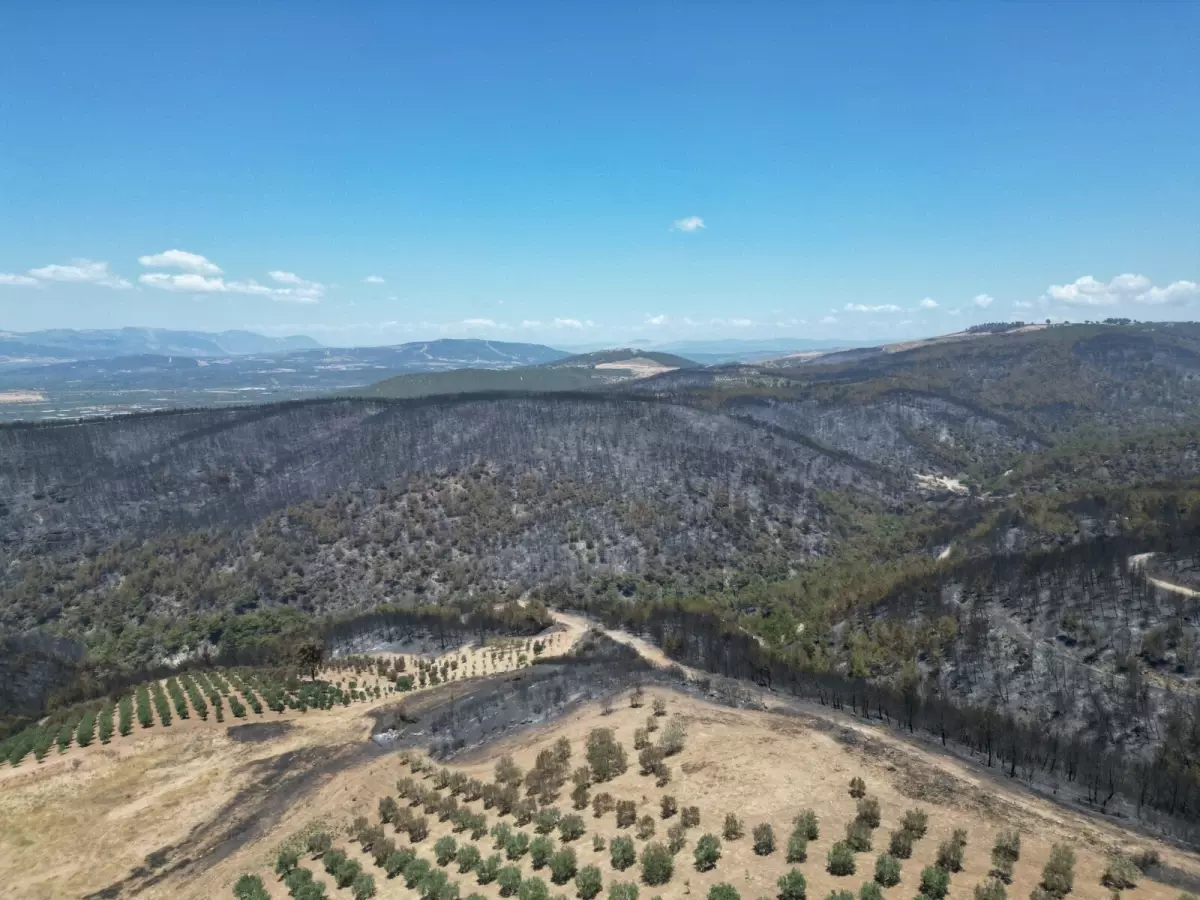 Manisa'daki Orman Yangınında Rüzgarın Etkisiyle Zorlu Mücadele