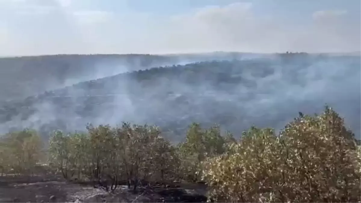 Mardin Nusaybin'de Orman Yangını Çıktı