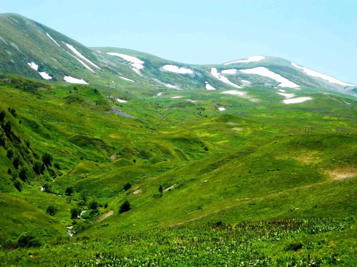 Posof'ta Yaz Mevsimiyle Yaylaya Çıkışlar Başladı