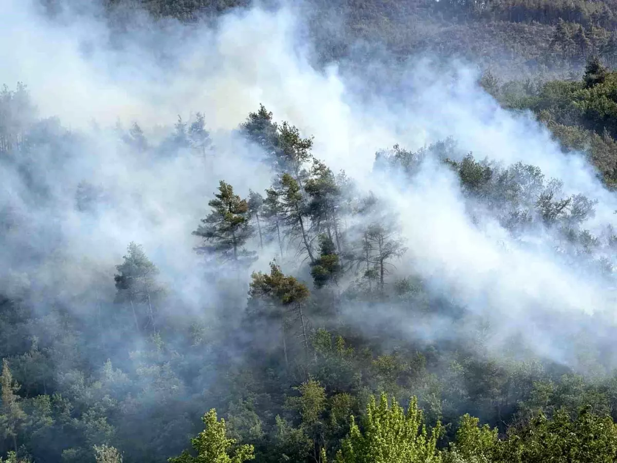 Sakarya'da Orman Yangınına Hızlı Müdahale
