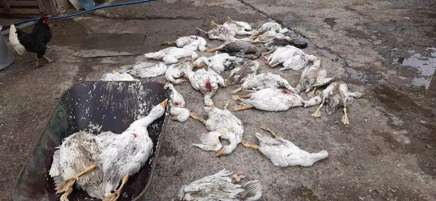Samsun'da 26 Kaz Köpek Saldırısında Telef Oldu