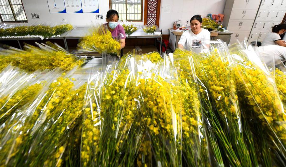 Hainan'da Orkide Endüstrisi Kırsal Alanı Canlandırıyor