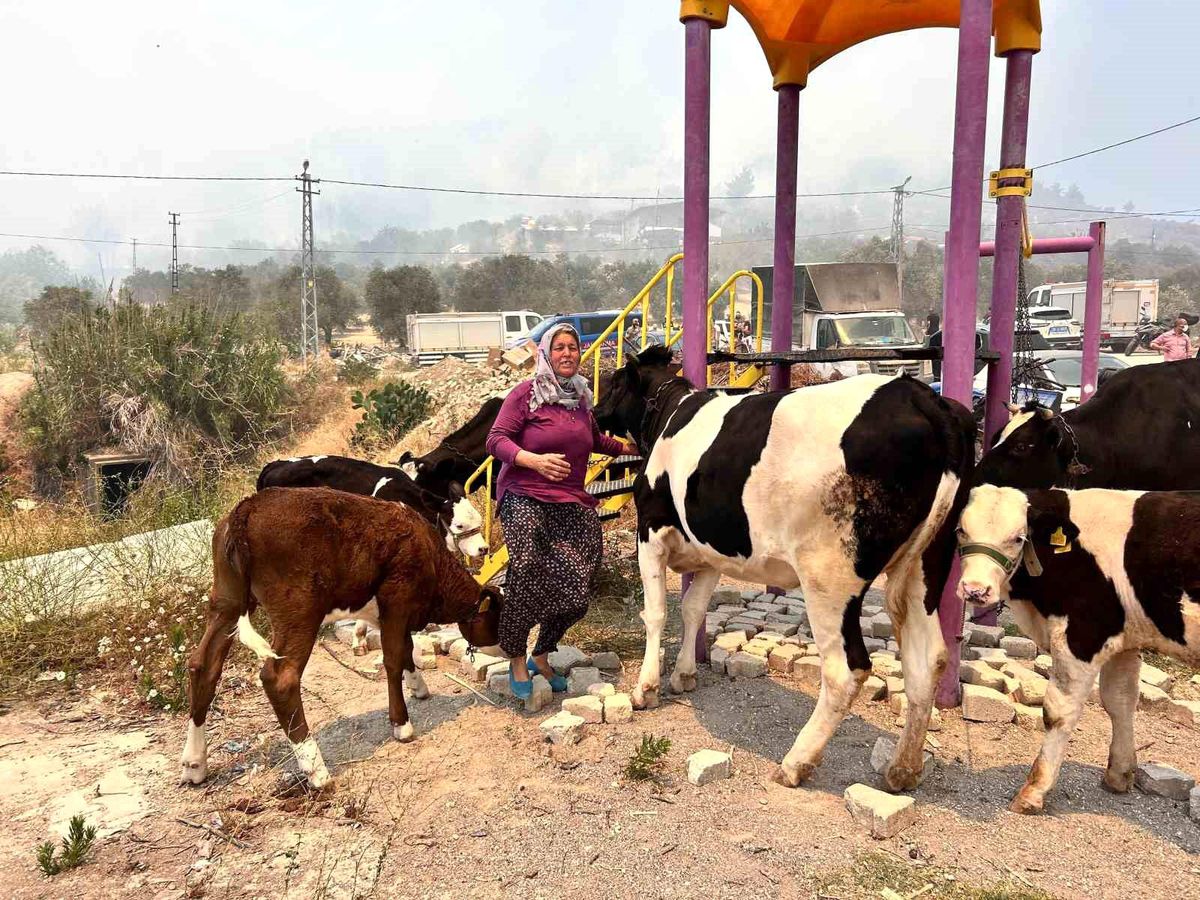 Hatay'da Orman Yangını Hayvanları Tehdit Etti