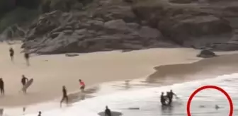 Denizde dehşet anları: 16 yaşındaki genci yumruklarla köpek balığından kurtardı