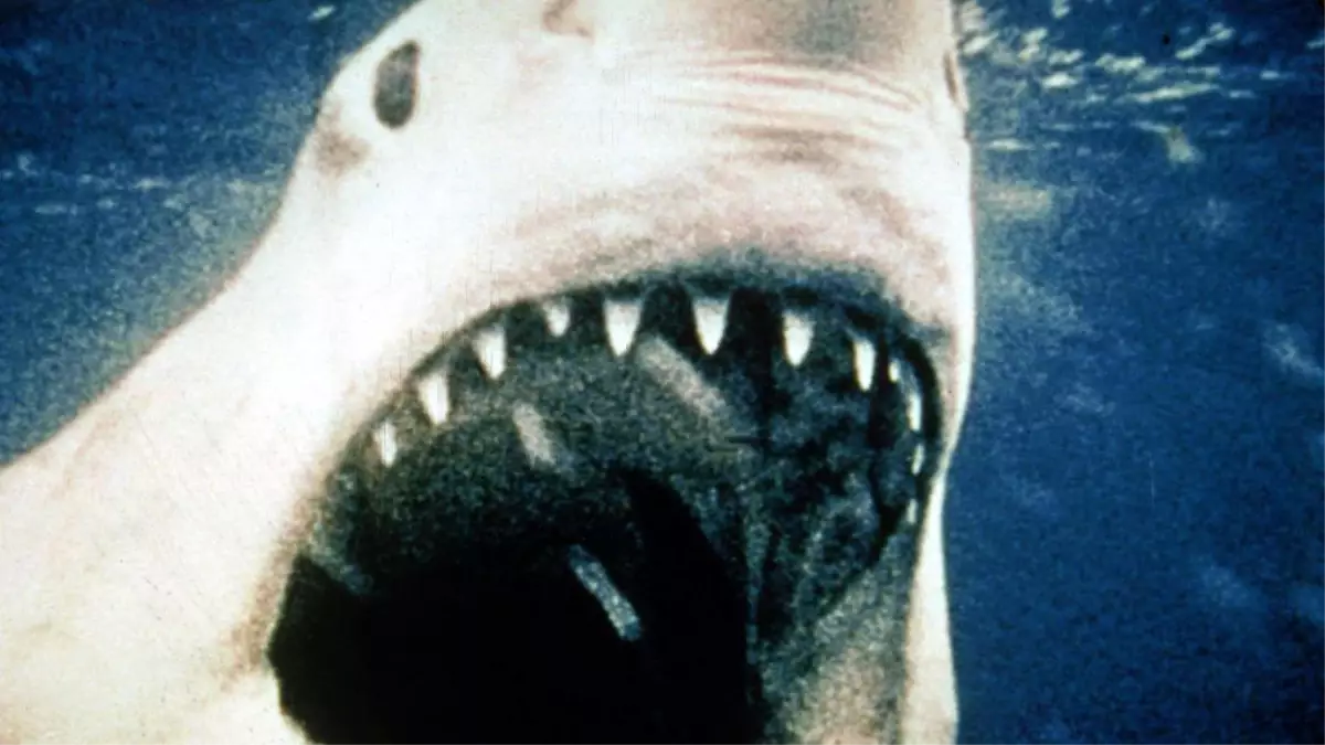 Jaws filminin gerçek hikayesi