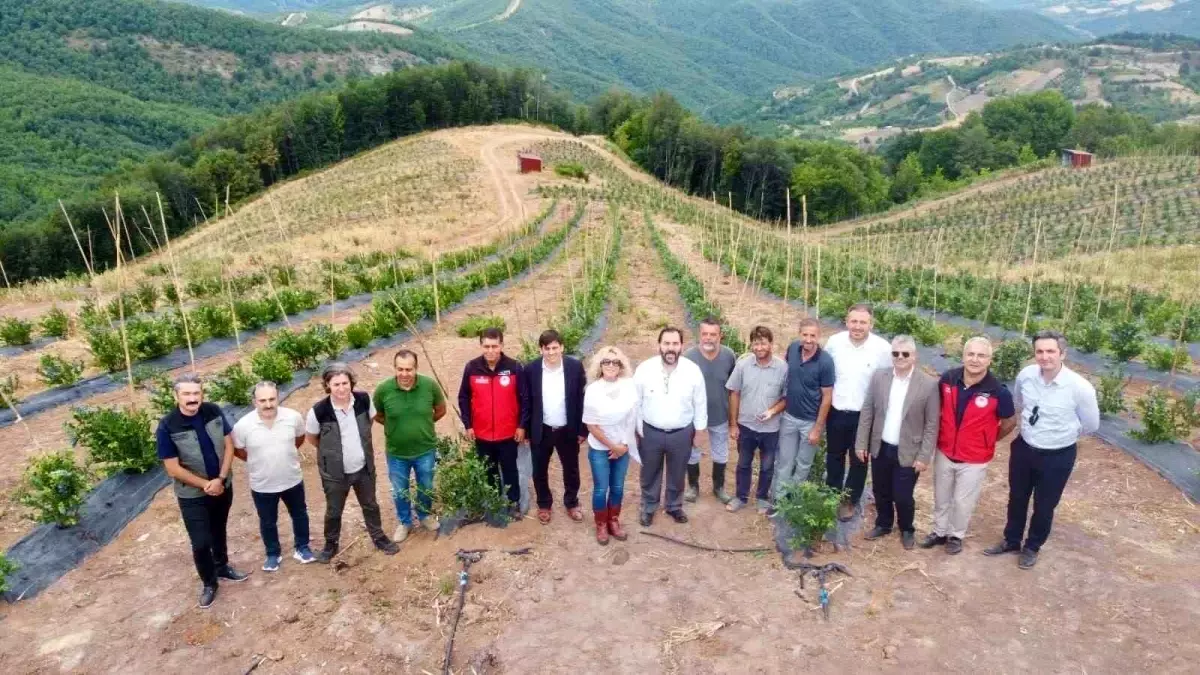 Yalova'da Mavi Yemiş Hasadı Başladı