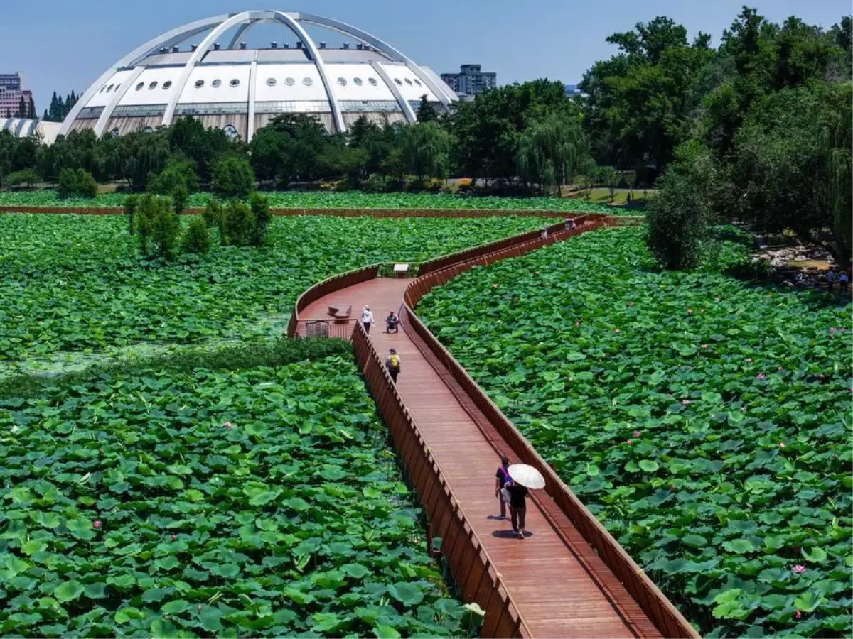 Nanjing'de Lotus Çiçekleri Ziyaretçileri Büyülüyor