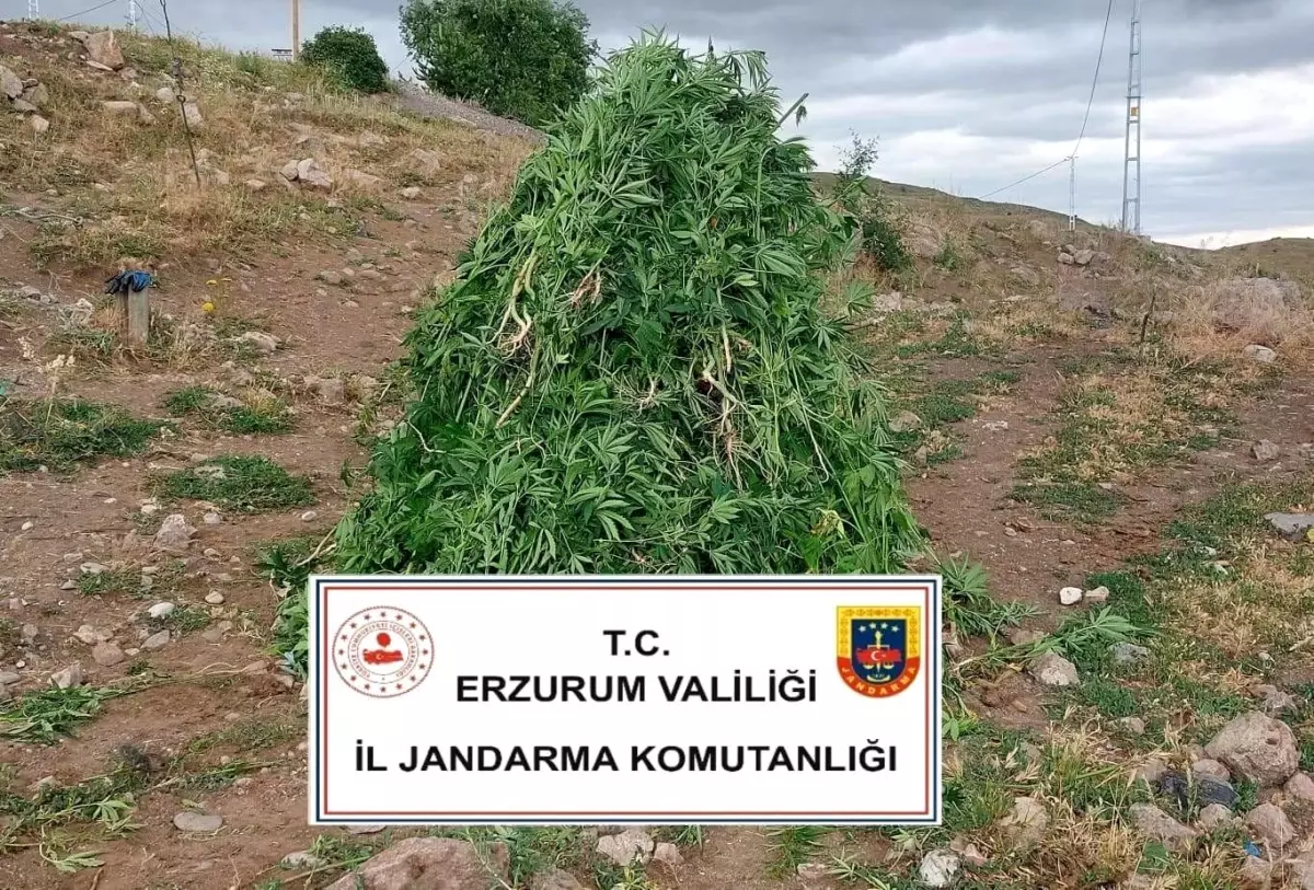 Erzurum'da Kenevir Operasyonu: 720 Kök Ele Geçirildi