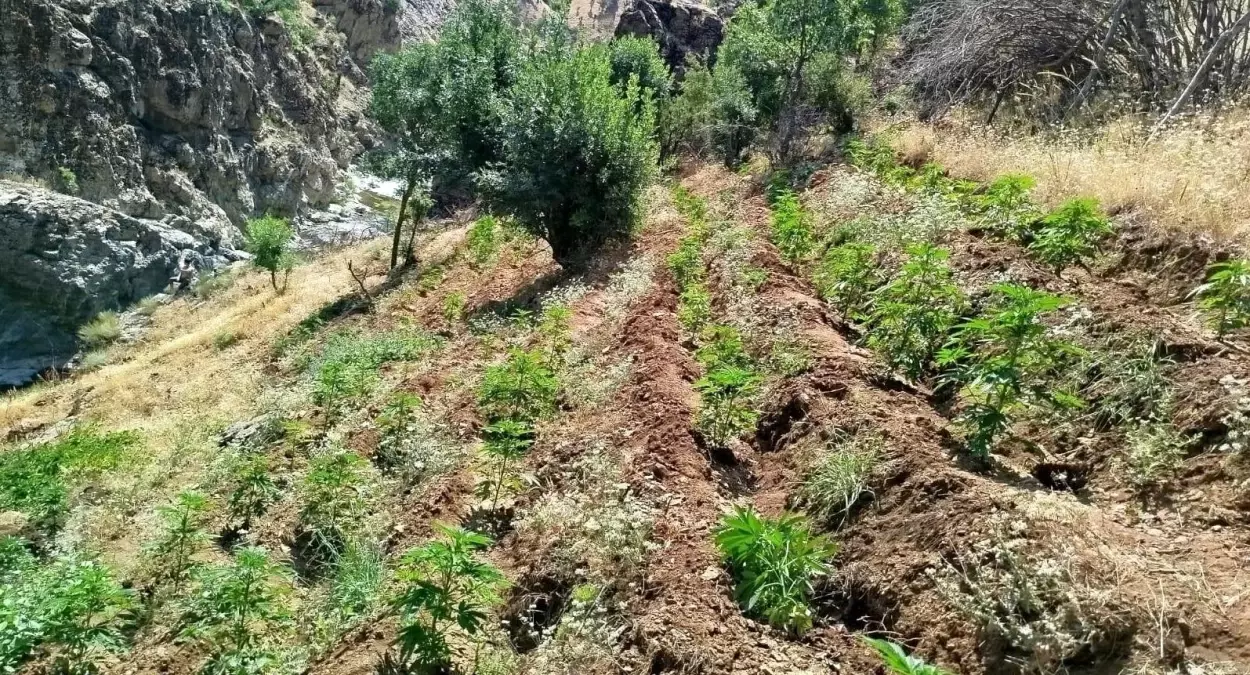 Bingöl'de Jandarma Operasyonu: 5 Bin 990 Kök Kenevir Ele Geçirildi