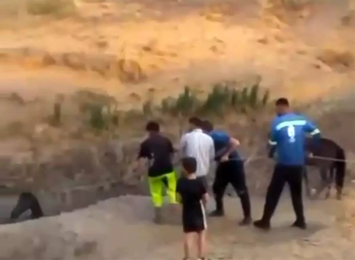 Siirt'te Çamura Saplanan At, Köylülerin Dayanışmasıyla Kurtarıldı