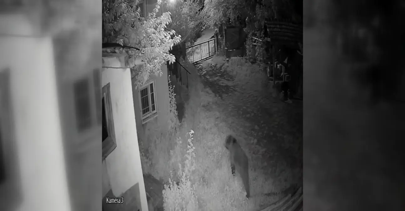 Ayancık'ta Evin Bahçesine Giren Ayı Güvenlik Kamerasında