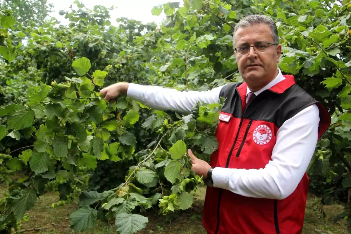 Ordu'da Fındık Rekolte Tespit Çalışmaları Başladı