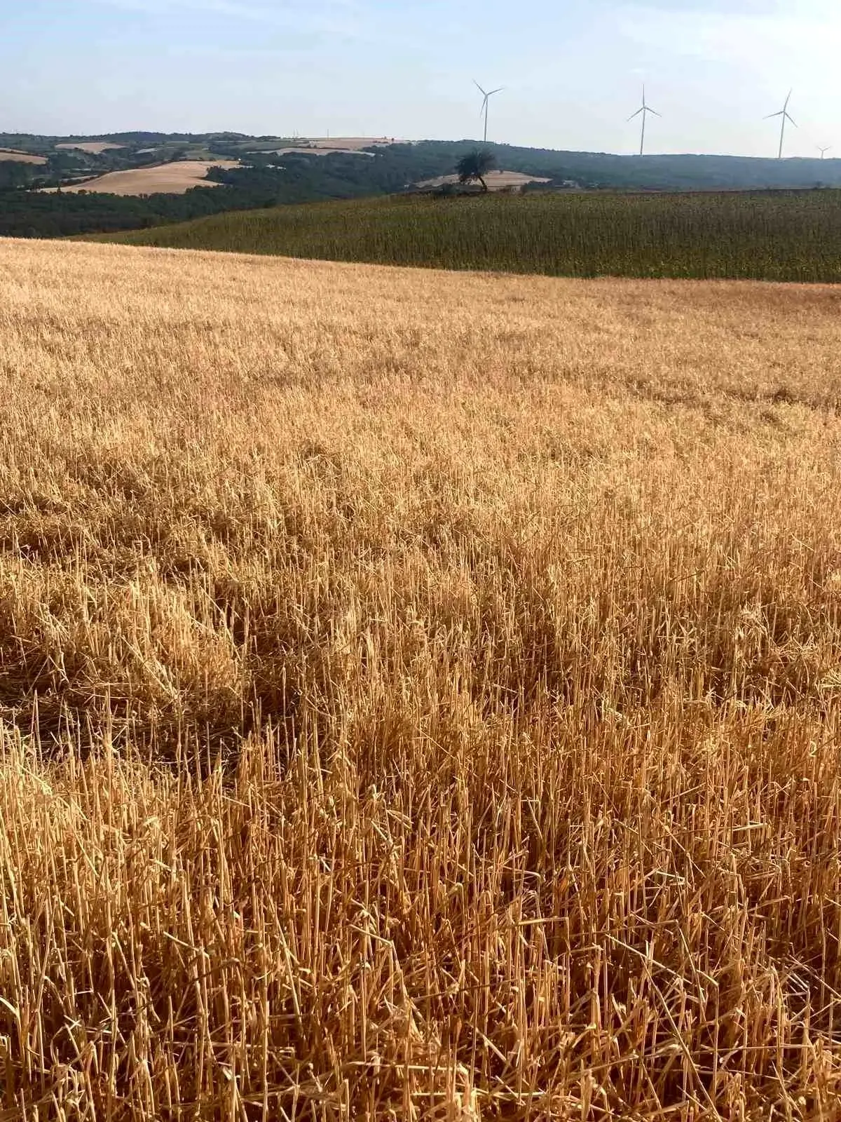 Hayrabolu'da Dolu Yağışı Tarım Arazilerini Vurdu