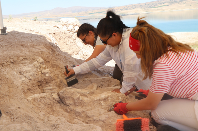 The fossil area discovered by the goat herder is dated to 7.7 million years