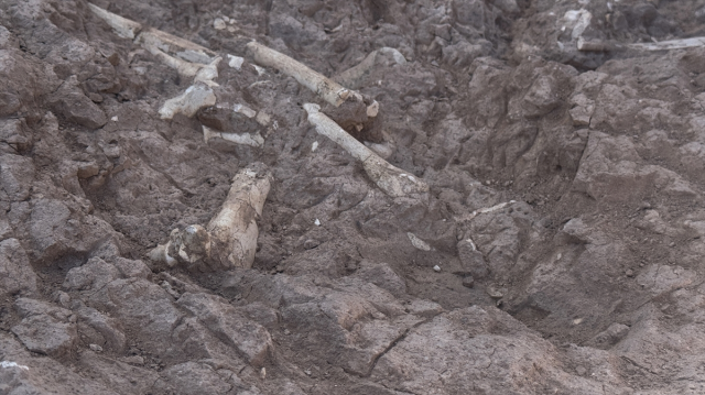 The fossil area discovered by the goat herder is dated to 7.7 million years