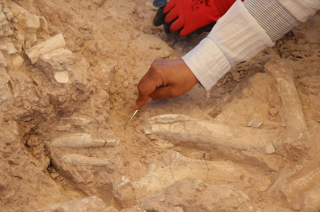 The fossil area discovered by the goat herder is dated to 7.7 million years