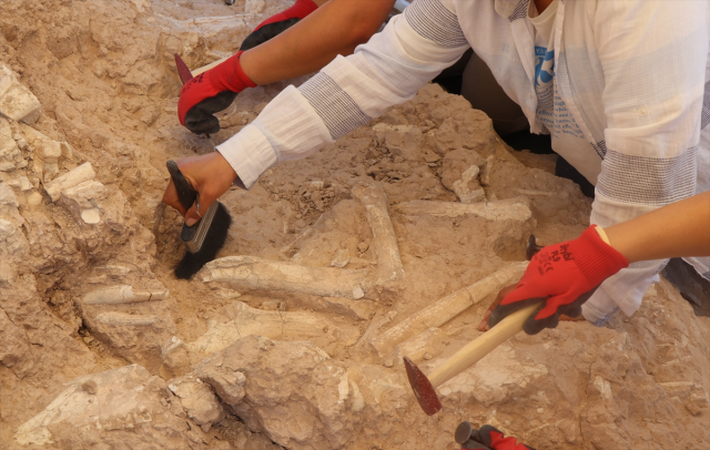 The fossil area discovered by the goat herder is dated to 7.7 million years