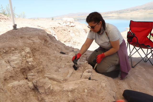 The fossil area discovered by the goat herder is dated to 7.7 million years