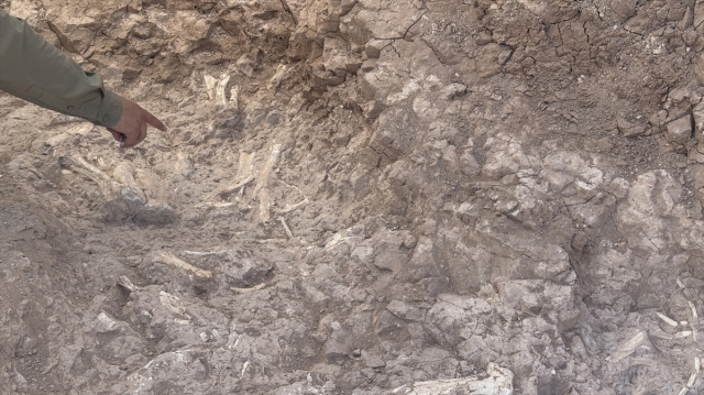 The fossil area discovered by the goat herder is dated to 7.7 million years