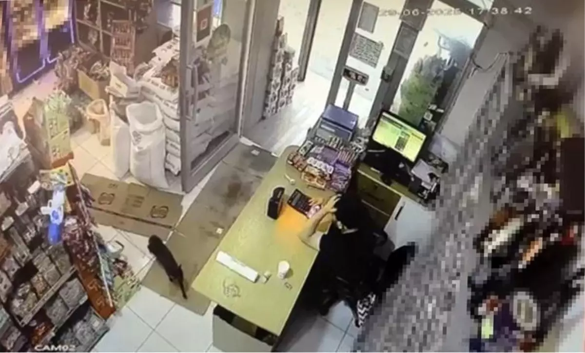 Marketin Kedisi Kendi Kendine Hareket Eden Kutuyla Panik Yarattı