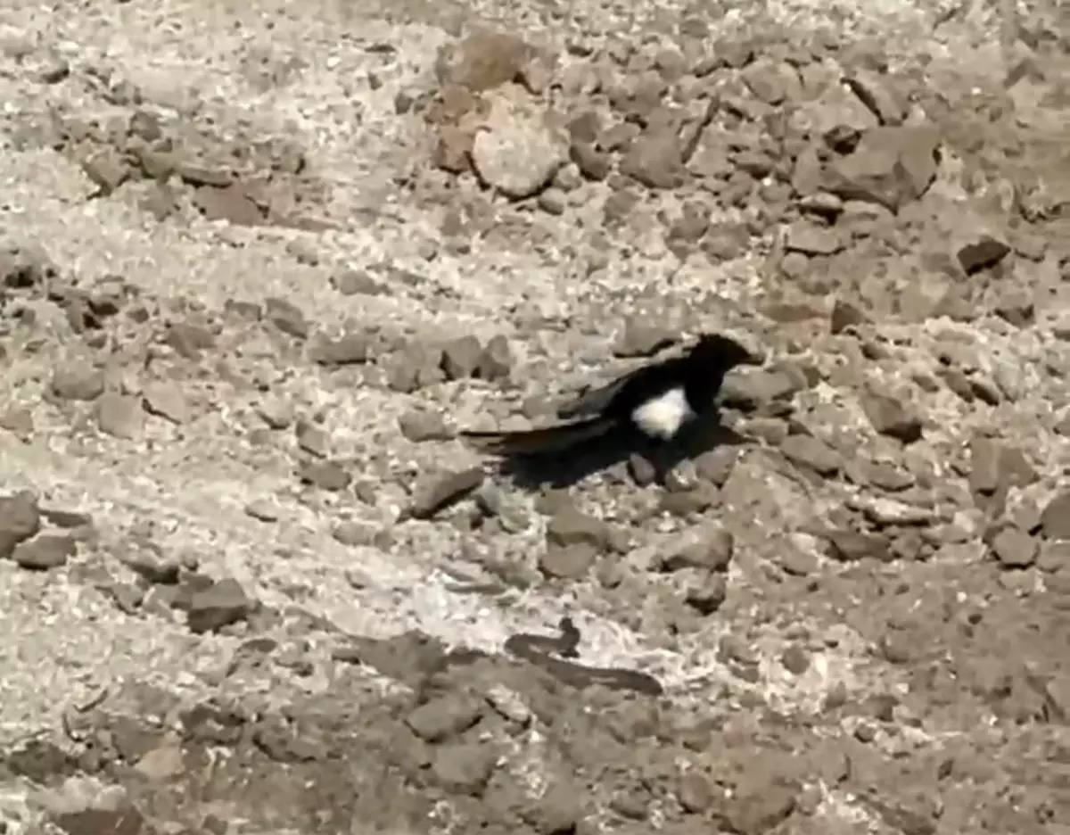 Nevşehir'de Karga ve Kartalın Yılanla Mücadelesi Kameralara Yansıdı