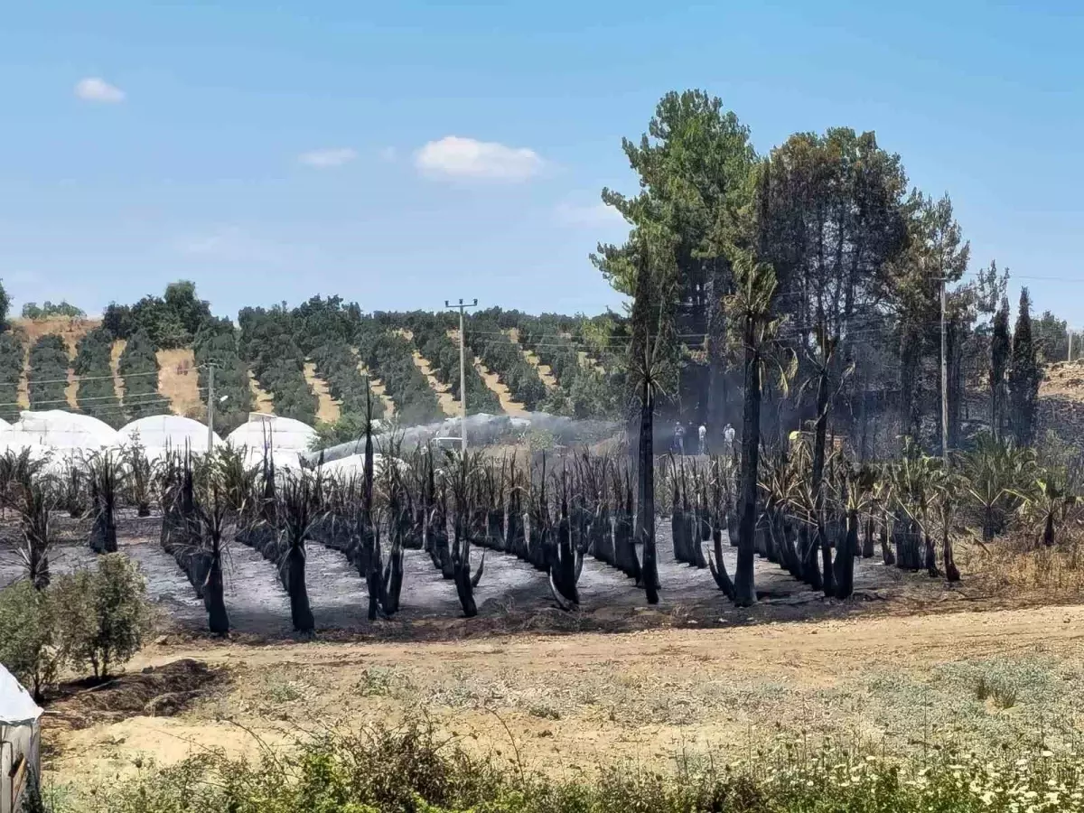 Aksu'da Kırsal Alanda Yangın: Palmiye ve Zeytin Ağaçları Zarar Gördü
