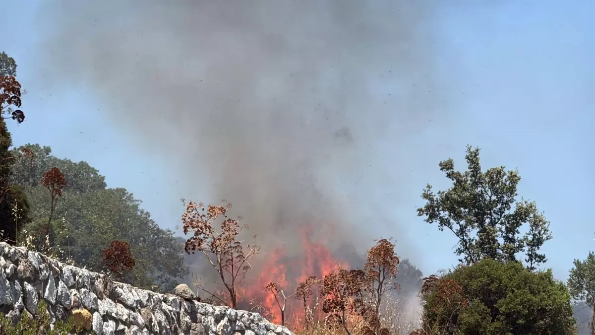 Bodrum'da Ot Yangını, 2 Hektar Tarım Arazisi Zarar Gördü