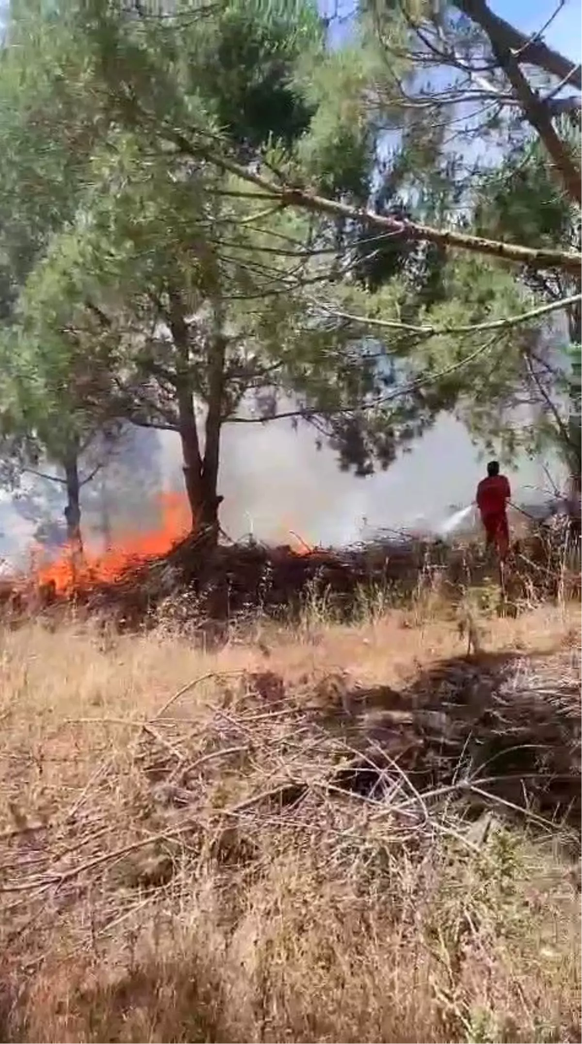 Bursa'da Ağaçlık Alanda Yangın: Havadan ve Karadan Müdahale