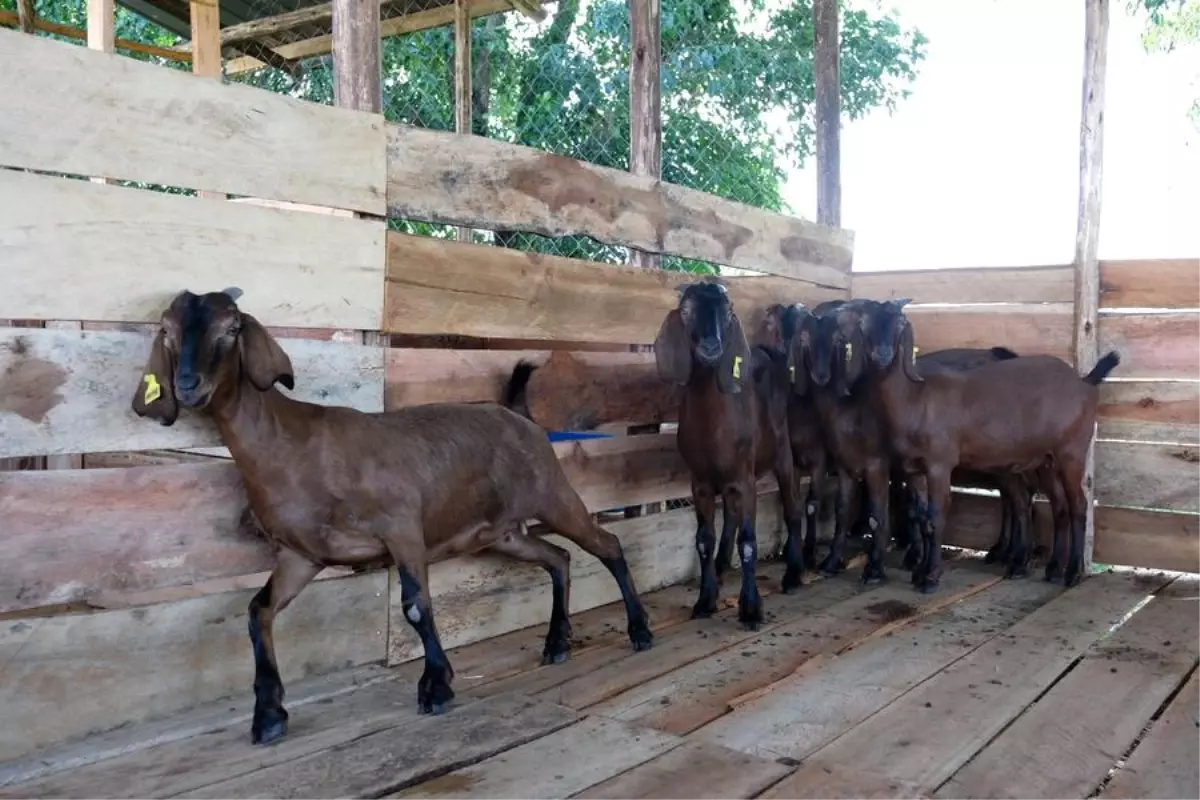 Uganda, Çin'den Büyük Kulaklı Jianzhou Keçisi İthal Etti