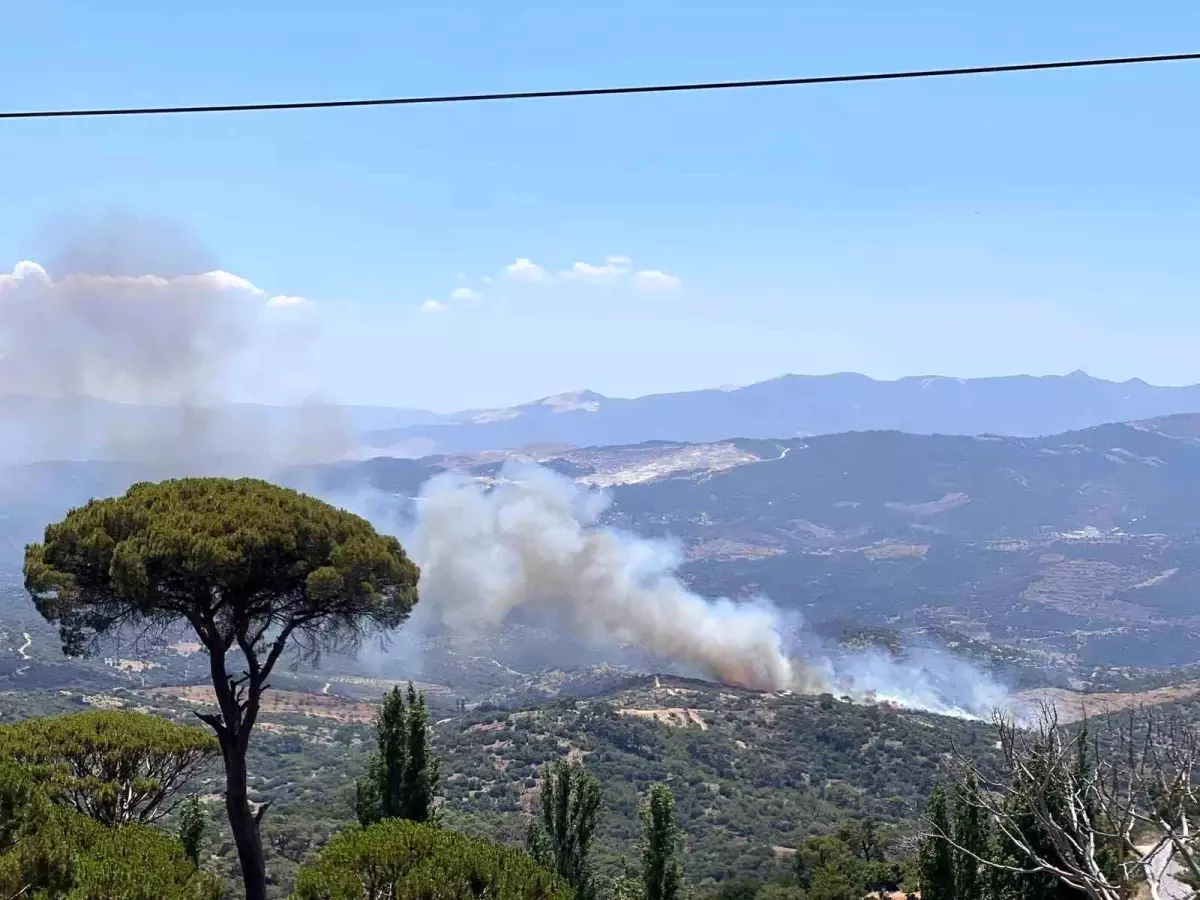 Aydın'da Zeytinlik Alanda Yangın: Çok Sayıda Ekip Sevk Edildi