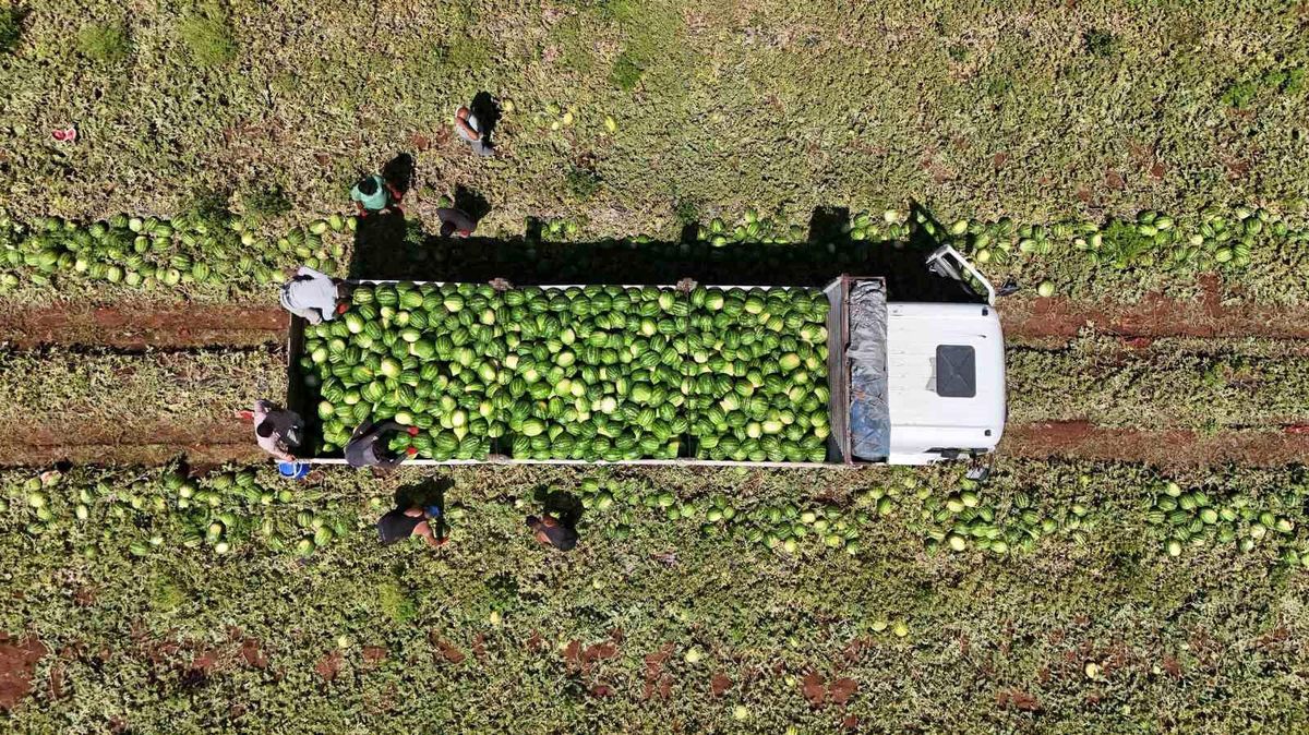 Diyarbakır Karpuzunda Hasat Dönemi: Kilo Fiyatları 1-2 TL'ye Düştü