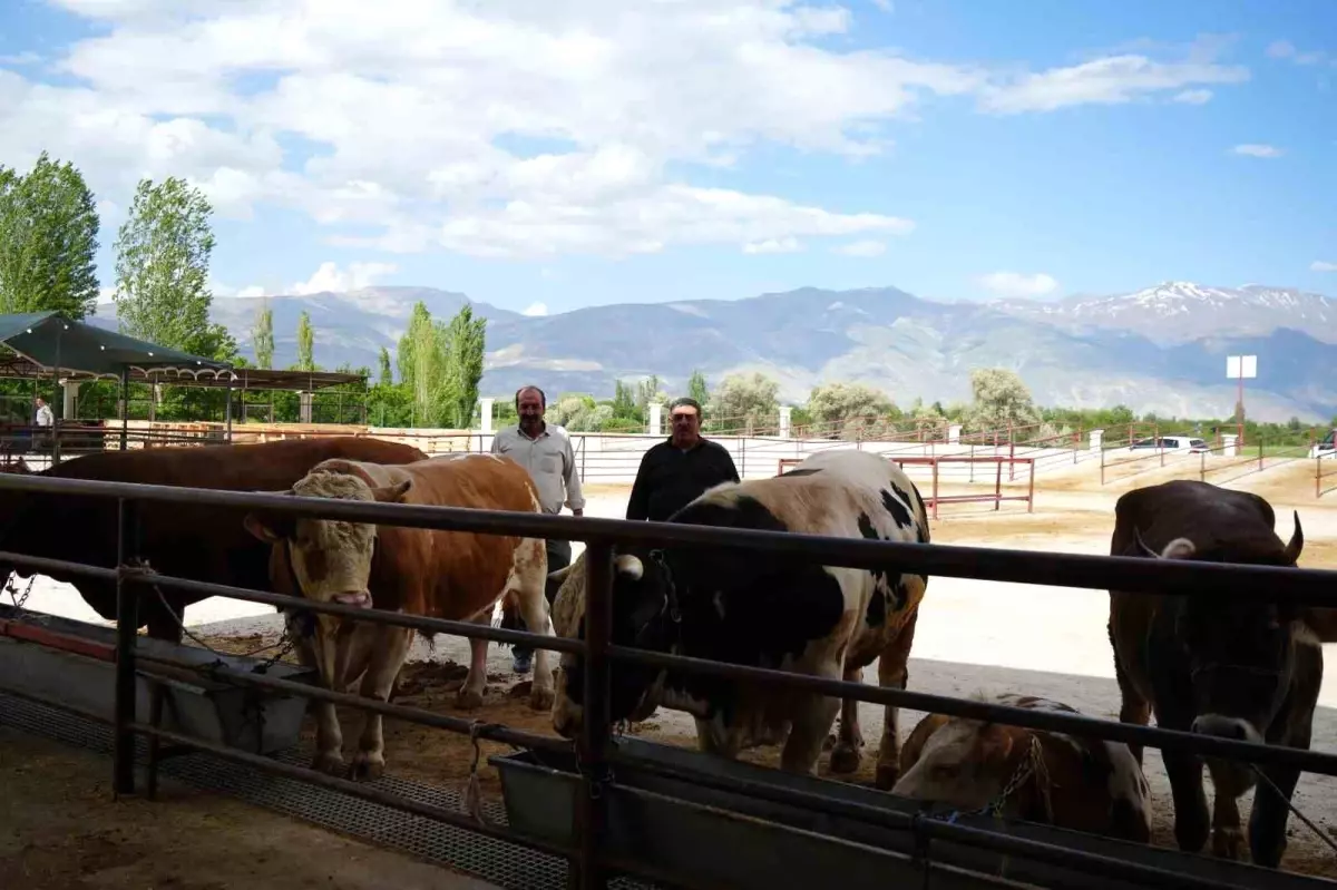 Kurban Bayramı Öncesi Hayvan Pazarları Geçici Olarak Kapandı