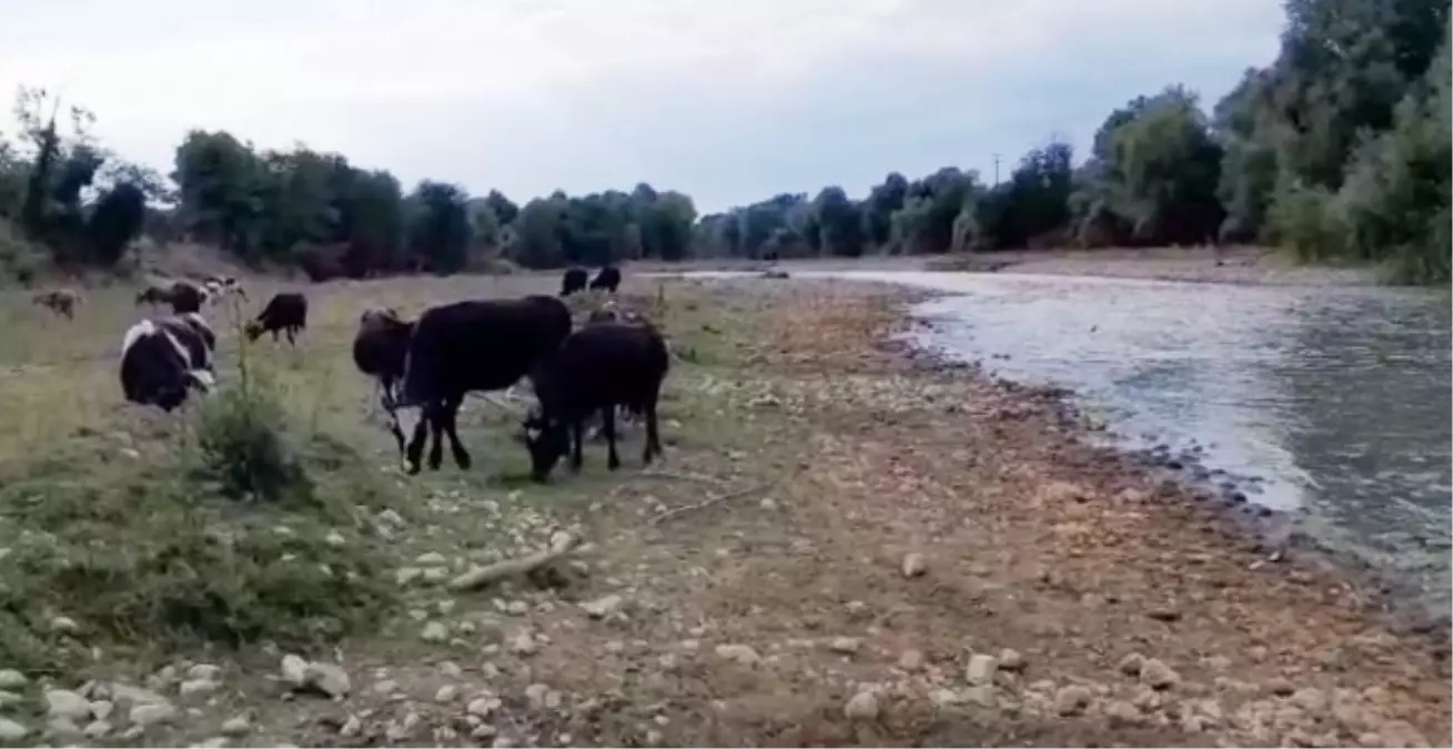 Mudurnu Çayı'ndaki Kirlilik Mahalleliyi Endişelendiriyor