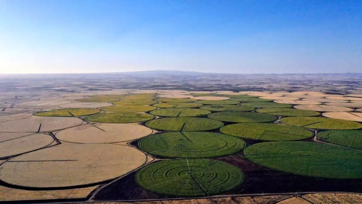 Şanlıurfa'da Ayçiçeği Tarlaları Düğün Fotoğrafçılarına Ev Sahipliği Yapıyor