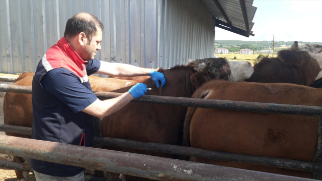 Foot-and-mouth disease alarm in Turkey! Is there a risk in red meat consumption?