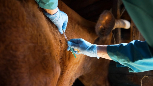 Foot-and-mouth disease alarm in Turkey! Red meat