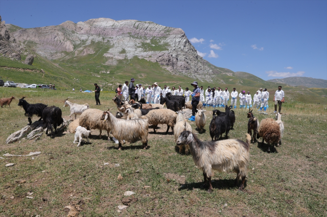 Foot-and-mouth disease alarm in Turkey! Is there a risk in red meat consumption?
