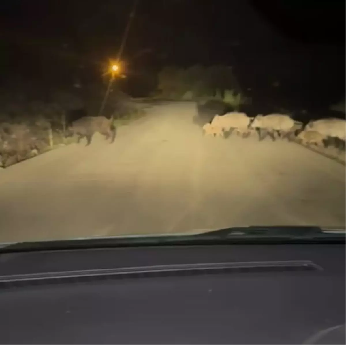 Karabük'te Yaban Domuzu Sürüsü Yolda Görüntülendi