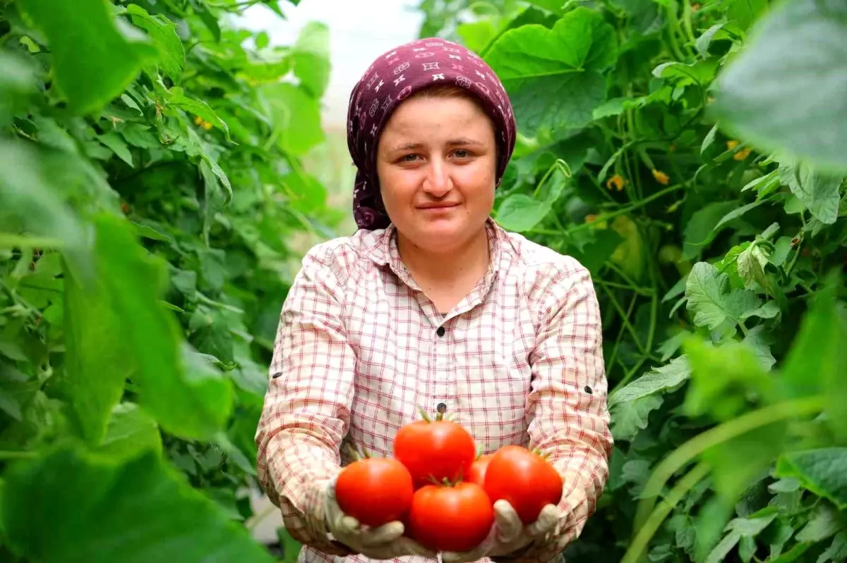 Kahramanmaraş'ta Dört Mevsim Yerli Domates Üretimi