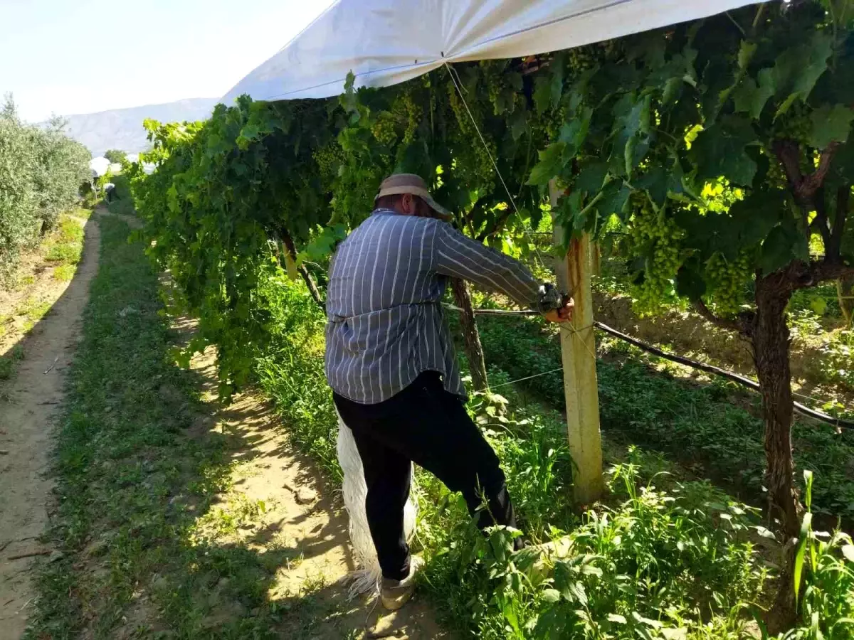 Manisa'da Üzüm Bağlarını Korumak İçin Özel Komut Sistemi İle Çalışmalar Devam Ediyor