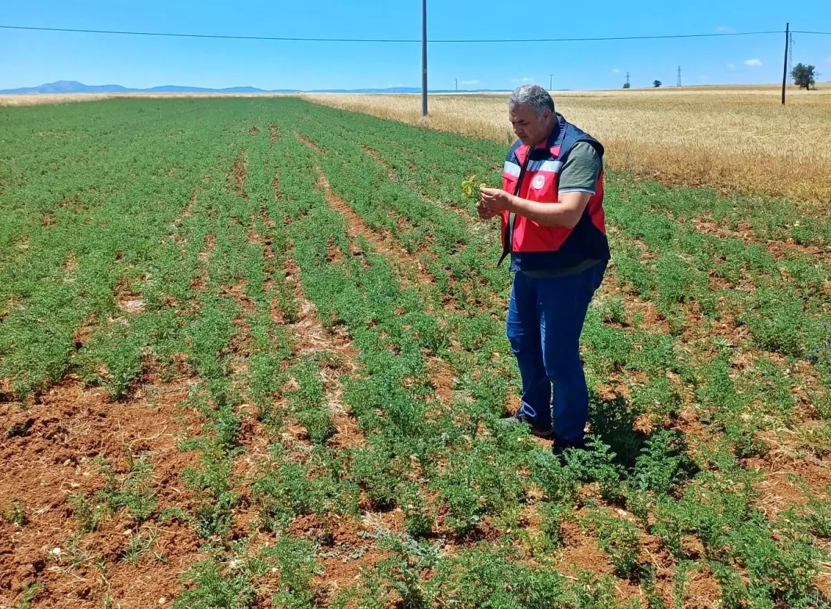 Çavdarhisar'da Nohut Tarımında Verimlilik İçin Kontroller Başladı