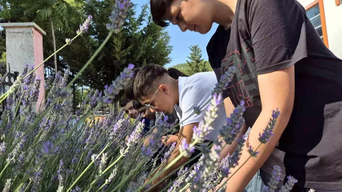 Muğla'da Gençler Lavanta Hasadı Yaptı