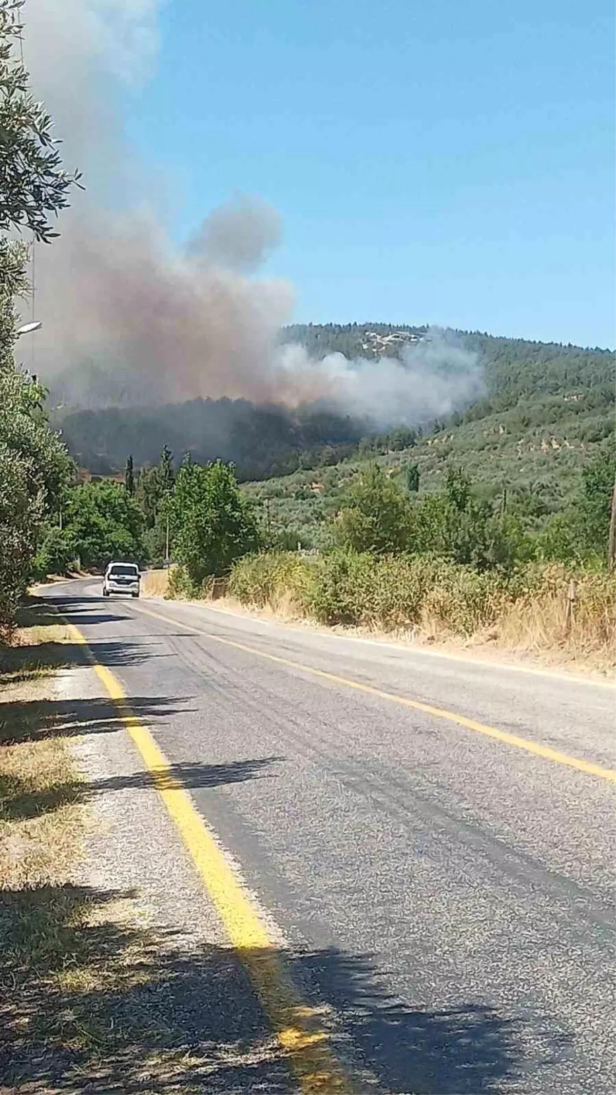 Muğla Menteşe'de Orman Yangını