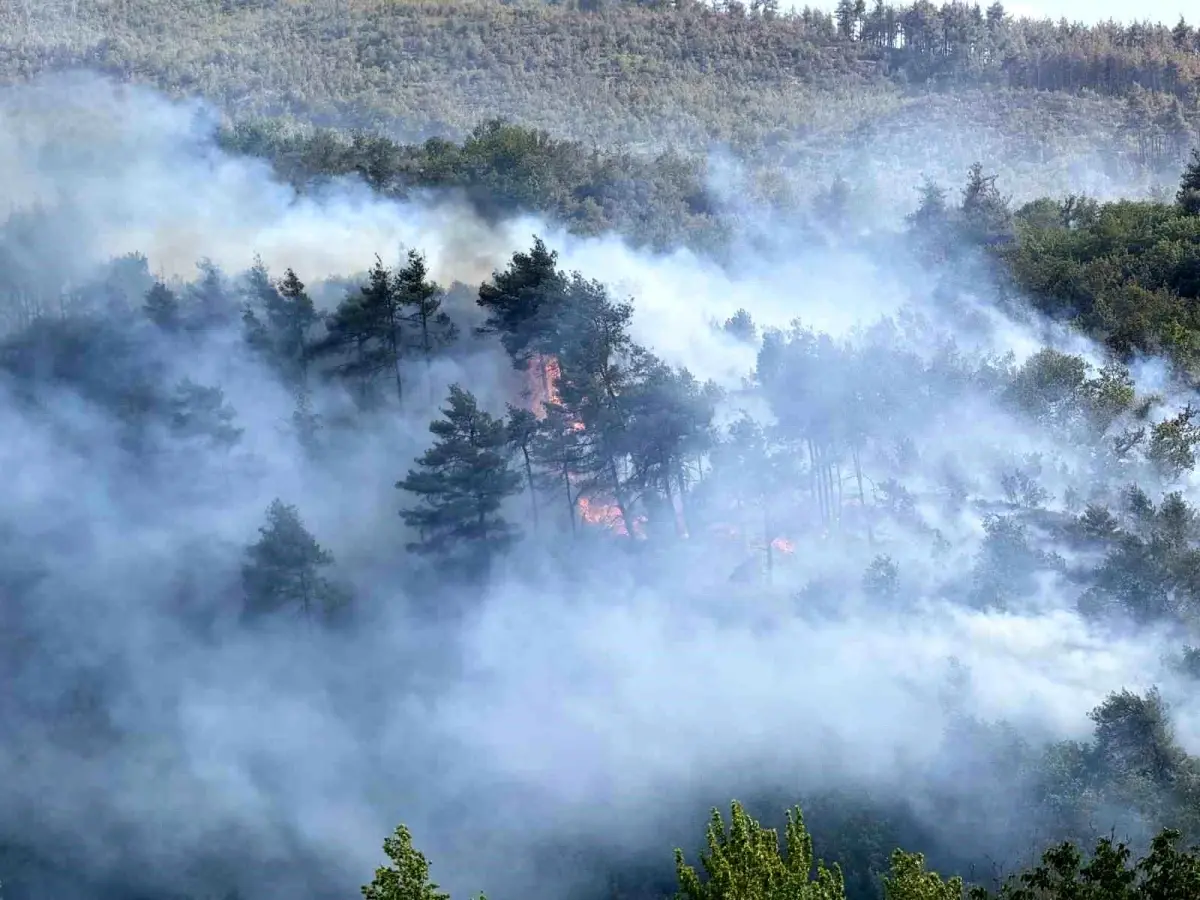 Sakarya'daki Orman Yangınının Sebebi Biçerdöver